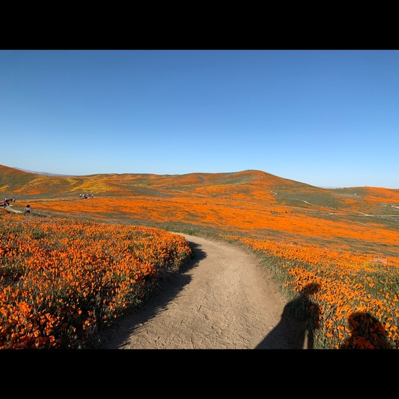 Meet your Posher, Doot - Picture 1 of 1